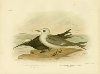 Weißkappennoddy, 1891